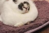 兔子爆料博主视频大全最新,揭秘博主视频大全背后的精彩瞬间